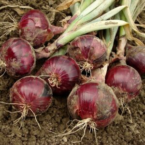 Redwing-onions
