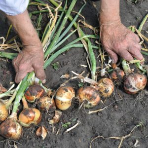 Sedona-Onions